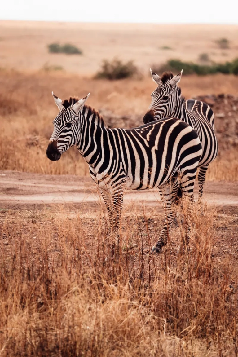 Kenya-6-768×1152