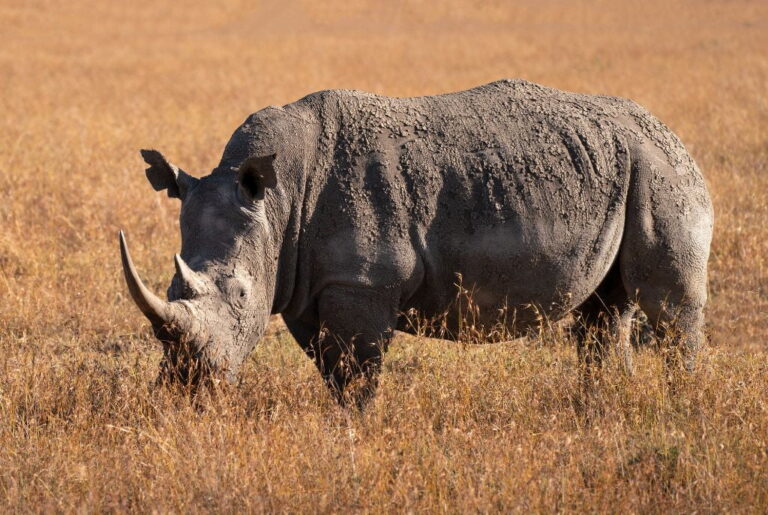 Ol-Pejeta-1