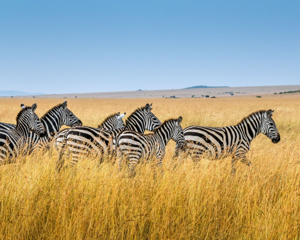 From Safari to Silver Screen: Why Kenya Is the Ultimate Film-Inspired Destination