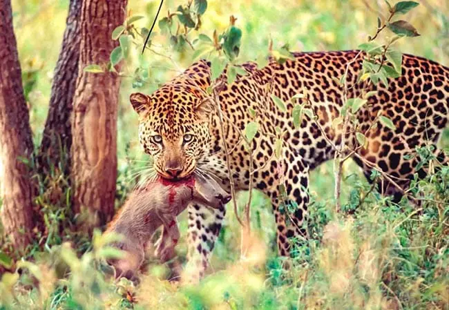 First-Time Visitor’s Guide: Planning Your Dream Gentleman  Kenyan Vacation in 2026