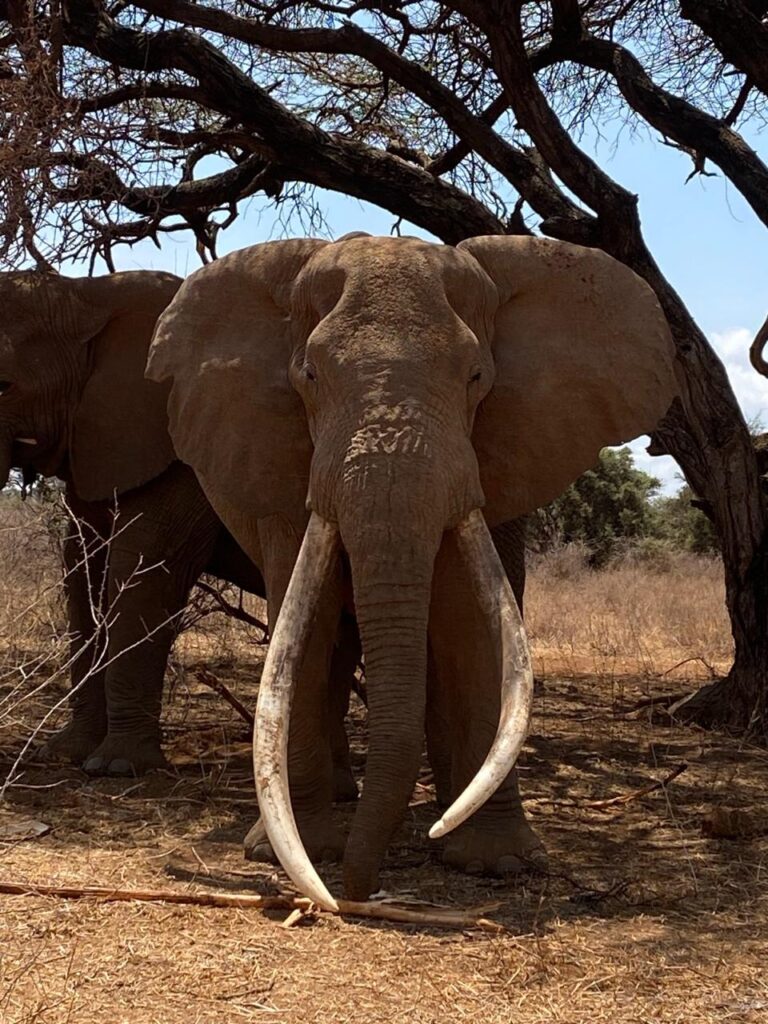 Amboseli