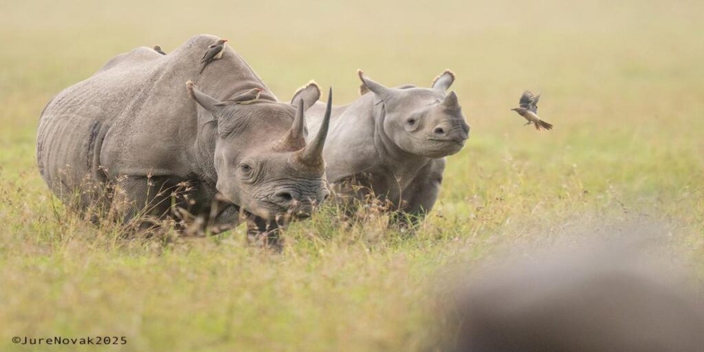 9-Day Ultimate Kenya Safari & Beach Adventure