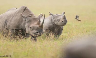 9-Day Ultimate Kenya Safari & Beach Adventure