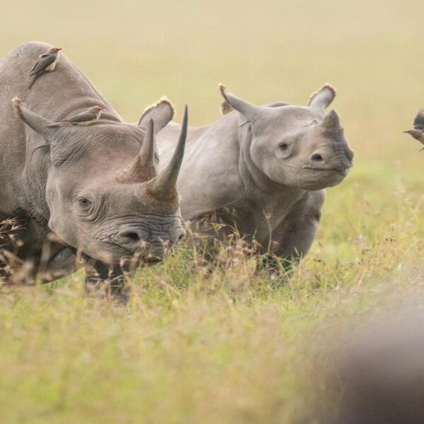9-Day Ultimate Kenya Safari & Beach Adventure
