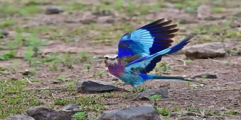 12 Days Kenya Safari & Birdwatching Adventure