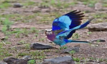 12 Days Kenya Safari & Birdwatching Adventure