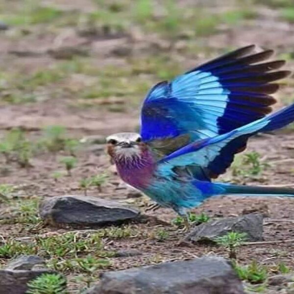 12 Days Kenya Safari & Birdwatching Adventure