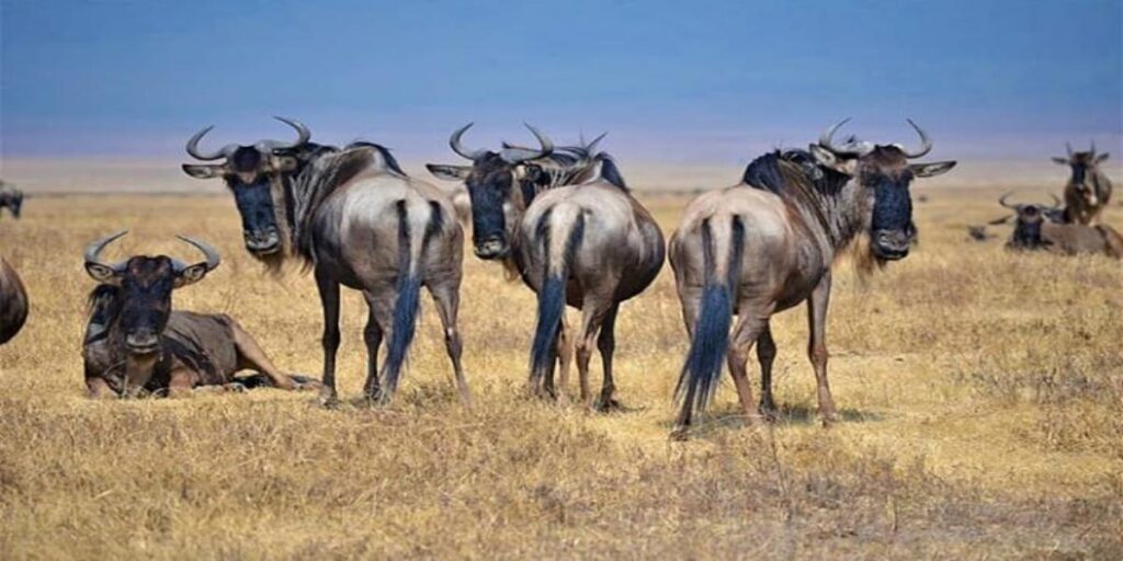 9-Day Ultimate Kenya Safari & Beach Adventure