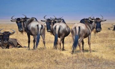 9-Day Ultimate Kenya Safari & Beach Adventure