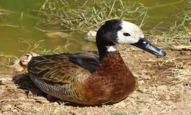 16-Day Extraordinary Kenya Birdwatching & Wildlife Safari